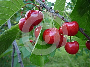 Tasty cherries