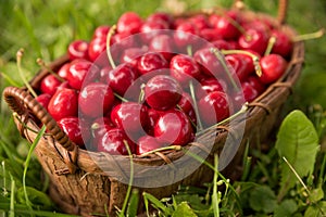 Tasty cherries gathered in a basket lying on the grass with