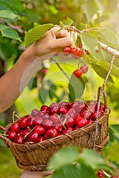 Tasty cherries in a wooden basket hold female hands in blurred background