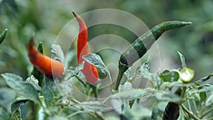 tasty chili peppers from kampot