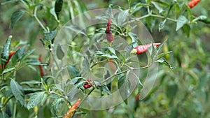 tasty chili peppers from kampot