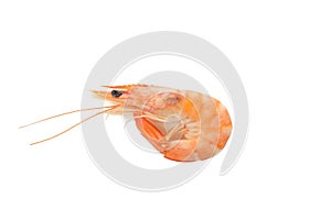 Tasty cooked shrimp isolated on white background