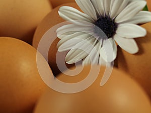 Tasty eggs with fresh natural raw chicken photo
