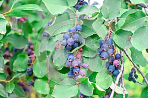 Tasty fresh blue shadberry on branch with green leaves