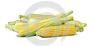 Tasty fresh corn cobs isolated on white