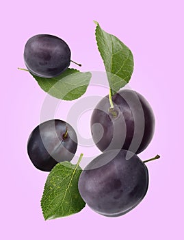 Tasty fresh plums and green leaves falling on violet