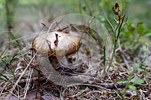 Tasty, handsome Suillus Gray mushroom growing in thickets. Large Suillus Gray growing in grass