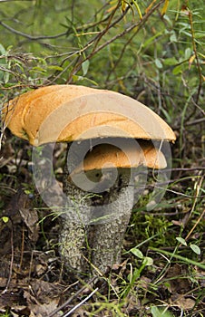 Tasty and healthy mushrooms grow