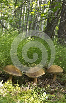 Tasty and healthy mushrooms grow