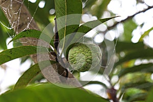 sugar apple on tree in firm