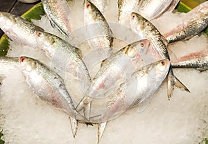 Tasty Hilsha fish of Bangladesh