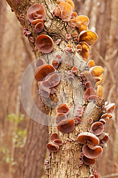 Tasty Judas Ear fungus Auricularia auricula-judae photo