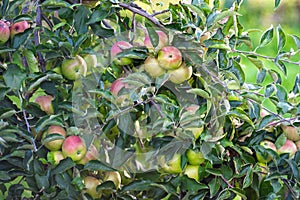 Tasty juicy apples ripen on a tree on a sunny autumn day_