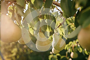 Tasty juicy young pear hanging on tree branch on summer fruits garden as healthy organic concept of nature background. Ripe fruit
