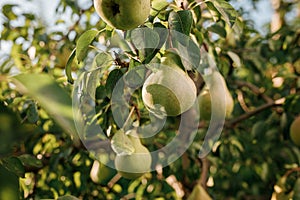 Tasty juicy young pear hanging on tree branch on summer fruits garden as healthy organic concept of nature background. Ripe fruit