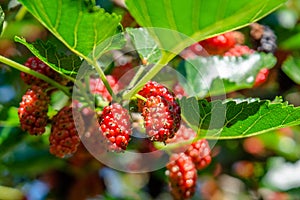 Tasty looking red mulberries growing on the branch of a tree