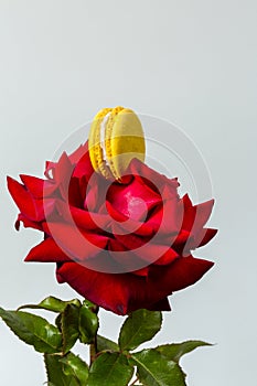 Tasty macaroon cookies and red rose on a white background