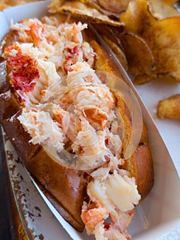 tasty Maine lobster roll served on plate