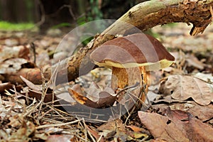 Tasty Mushroom Bay Bolete (Imleria Badia) In Forest