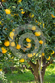 Tasty navel oranges plantation with many orange citrus fruits ha
