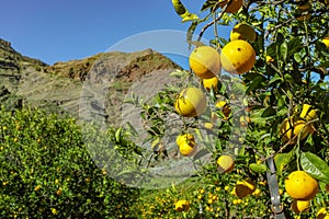 Tasty navel oranges plantation with many orange citrus fruits hanging on trees, Agaete valley, Gran Canaria, Spain