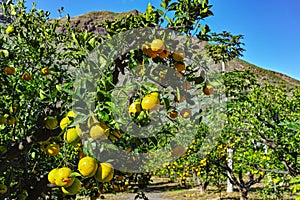 Tasty navel oranges plantation with many orange citrus fruits hanging on trees, Agaete valley, Gran Canaria, Spain