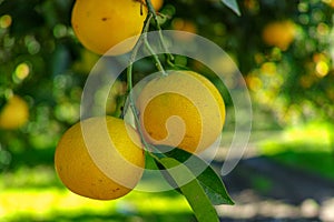 Tasty navel oranges plantation with many orange citrus fruits hanging on trees, Agaete valley, Gran Canaria, Spain