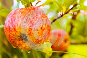 Tasty red apple on the tree, ending summer, apple for making fresh apple juice, village life, healthy fruit.