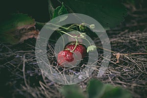 Tasty red fresh strawberries in the garden