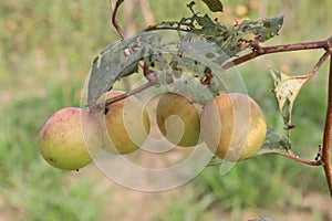 tasty and ripe Ziziphus mauritiana fruit on tree in farm