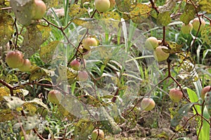 tasty and ripe Ziziphus mauritiana fruit on tree in farm