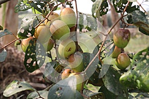 tasty and ripe Ziziphus mauritiana fruit on tree in farm