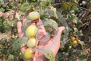 tasty and ripe Ziziphus mauritiana fruit on tree in farm