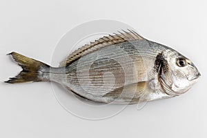 Tasty sea bream fish from the Adriatic Sea, Croatia