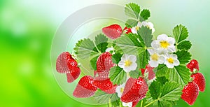Tasty strawberries ripe on summer background