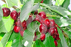 Tasty sweet cherry berry in lush leafage