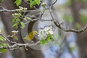 Tasty Treat for a Blue-winged Warbler