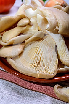 Tasty vegetarian food, fresh organic Pleurotus ostreatus, or oyster mushrooms, hiratake, or pearl oyster mushrooms