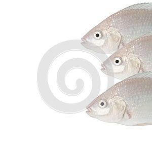 Tasty white tilapia fish