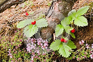 Tasty wild strawberries