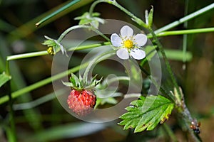 Tasty wild strawberries