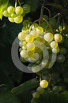 Tasty wine grapes in sunlight photo