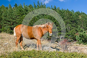 Tatar chestnut horse near bush of wild dog-rose at autumnal season