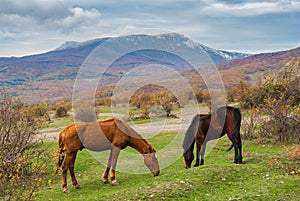 Tatar horses grazing in autumnal mountains in Crimean peninsula