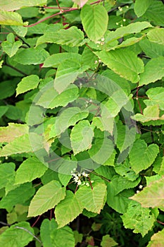 Tatar maple (Acer tataricum) grows in the wild