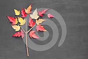 Tatar maple tree Acer tataricum made from branch and yellow red falling leaves on blackboard background. Autumn concept. Flat