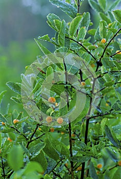 Tatarian Bush Honeysuckle Hybrid  38749