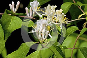 Tatarian Honeysuckle  807178