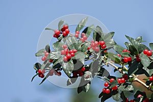 Tatarian honeysuckle branch with berries