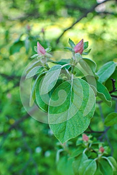 Tatarian Honeysuckle,  Lonicera tatarica with pink buds and green leaves